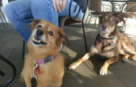 Furbaby Dog Friendly Cafe with Lulu and Pace